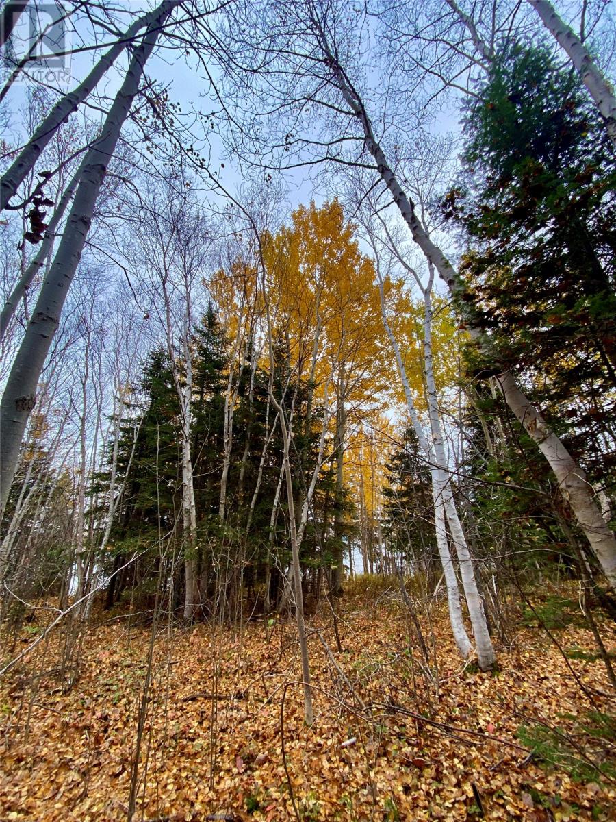 450 Main Street, Northern Arm, Newfoundland & Labrador  A0H 1E0 - Photo 12 - 1290834