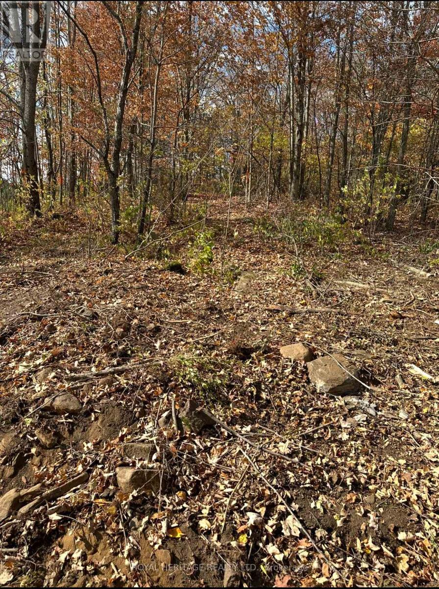 61 Marluc Avenue, Minden Hills, Ontario  K0M 2K0 - Photo 4 - X12484705