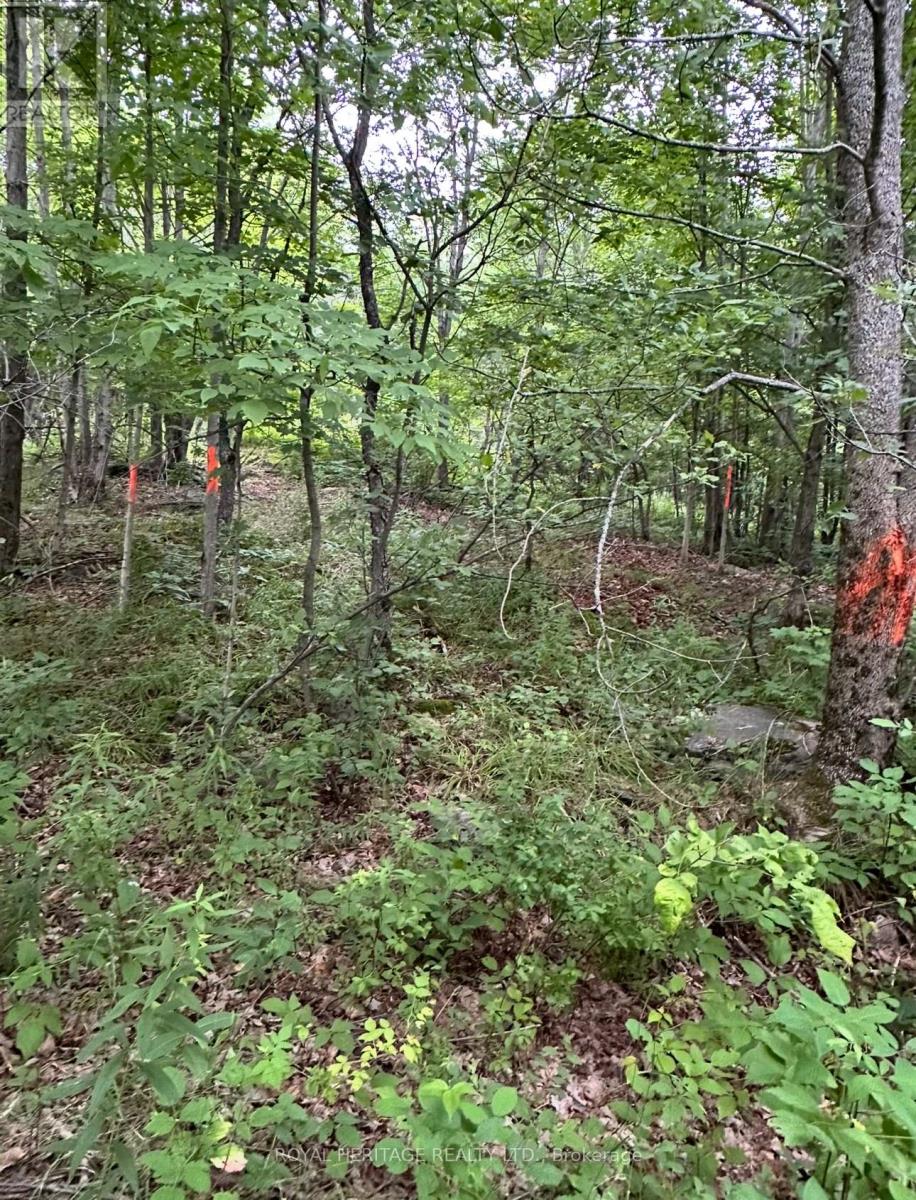 61 Marluc Avenue, Minden Hills, Ontario  K0M 2K0 - Photo 8 - X12484705