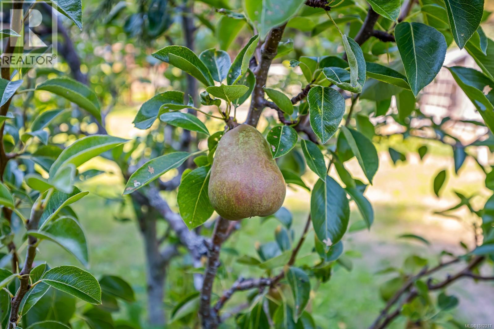 1927 Wilson Rd, Courtenay, British Columbia  V9J 1V6 - Photo 69 - 1012217