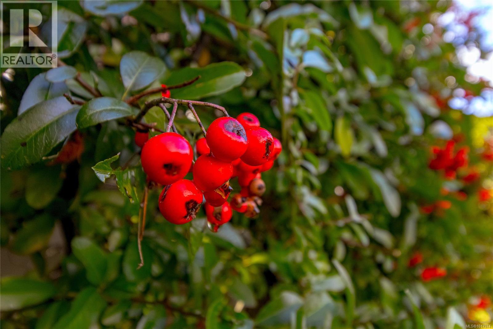 932 Market St, Victoria, British Columbia  V8T 2E9 - Photo 30 - 1017974