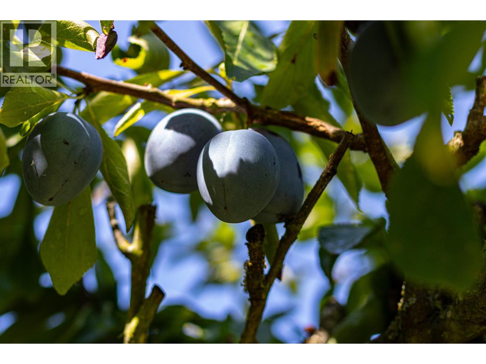 11819 230 Street, Maple Ridge, British Columbia  V2X 6R3 - Photo 31 - R3050723