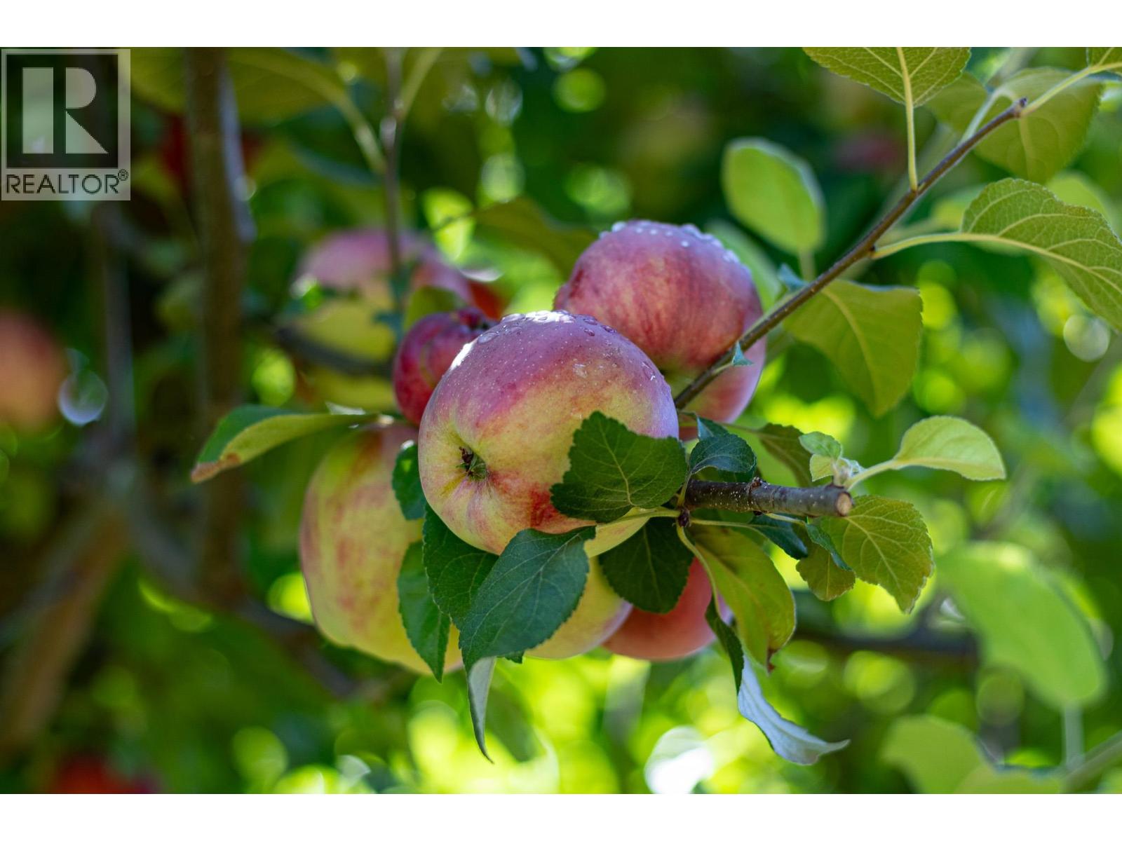 11819 230 Street, Maple Ridge, British Columbia  V2X 6R3 - Photo 32 - R3050723