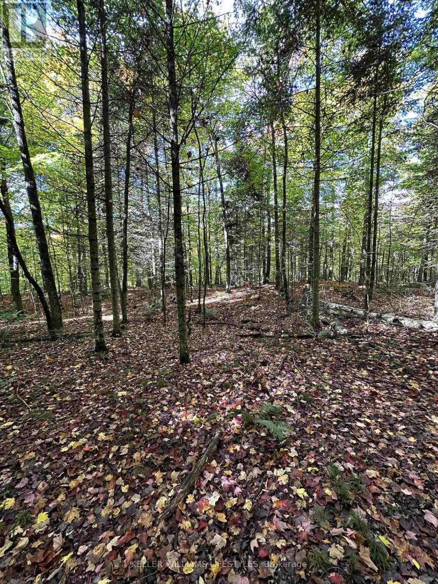 0 Cedar Crescent, Nipissing, Ontario  P0H 1Z0 - Photo 36 - X12486047