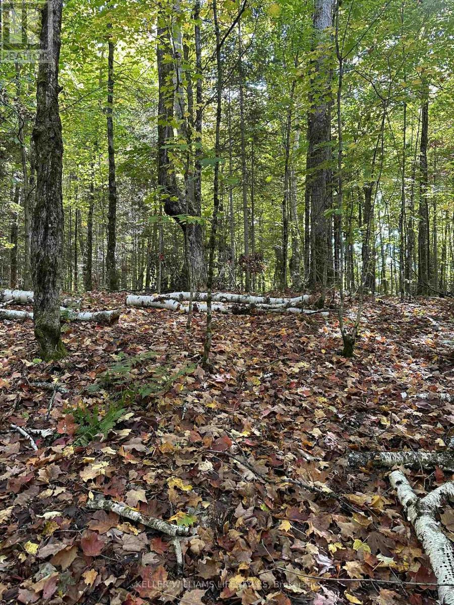 0 Cedar Crescent, Nipissing, Ontario  P0H 1Z0 - Photo 37 - X12486047