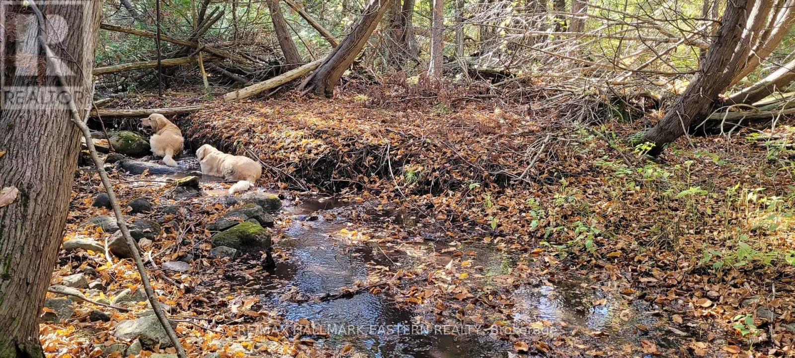 323 Orange Corners Road, Kawartha Lakes, Ontario  K0L 2W0 - Photo 5 - X12483598