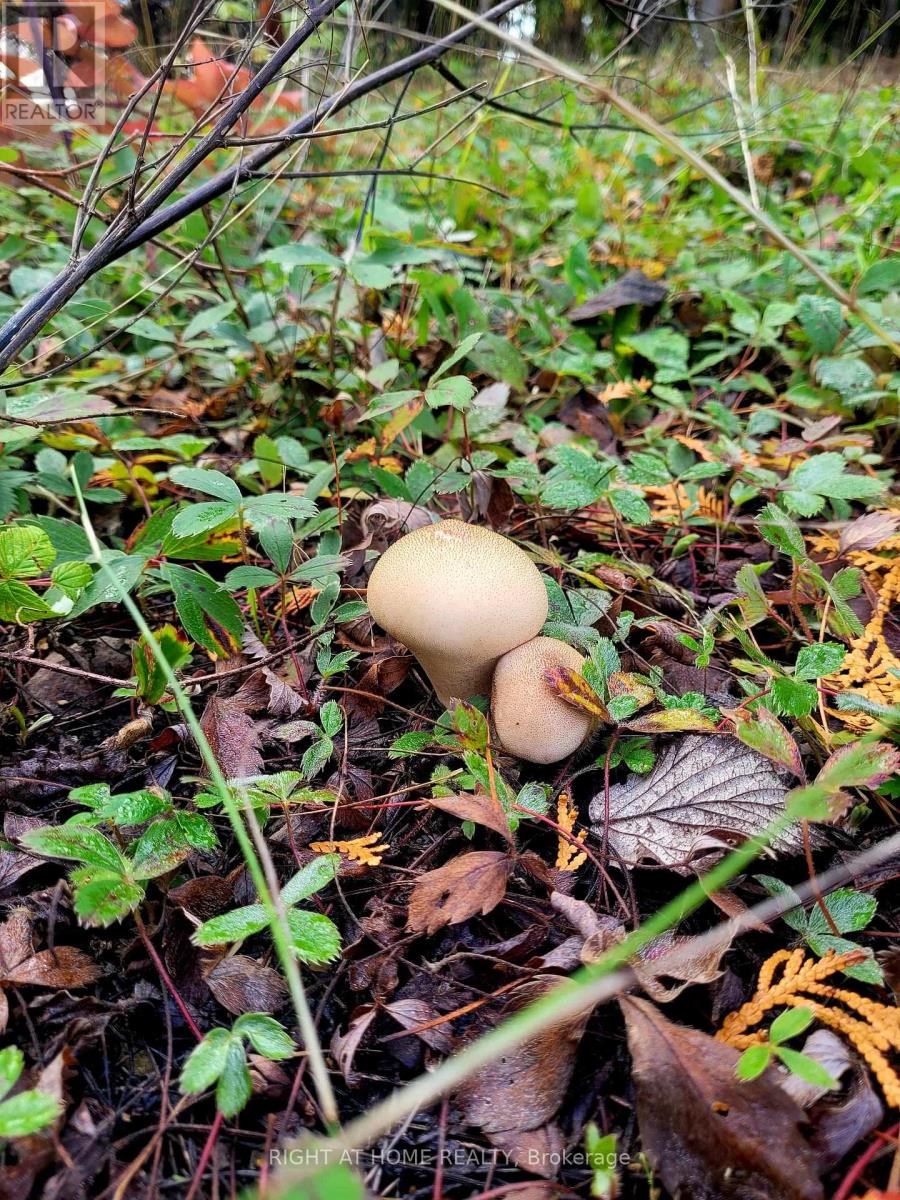 94 Dr. Mclay Drive, Assiginack, Ontario  P0P 1Z0 - Photo 24 - X12486500