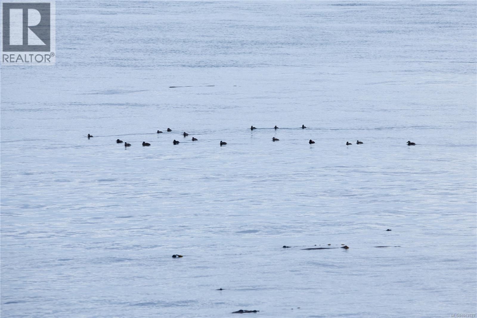 4490 Shore Way, Saanich, British Columbia  V8N 3V2 - Photo 66 - 1017627