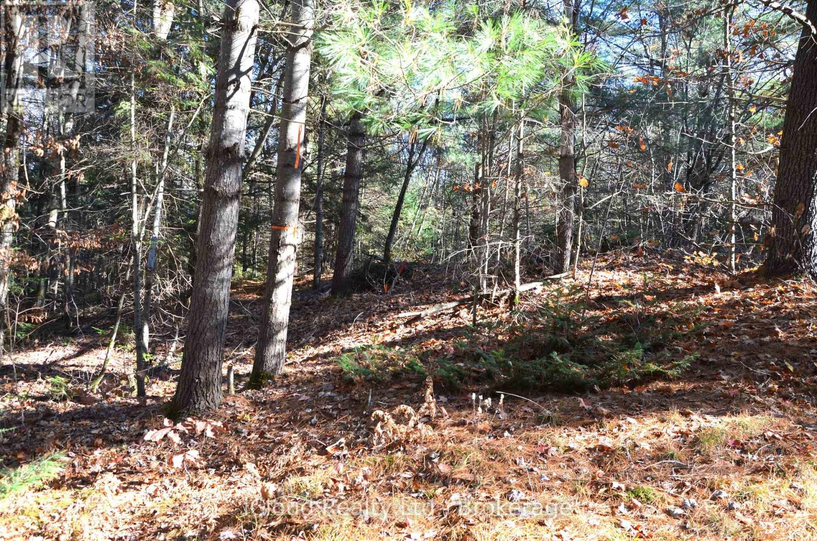 3 And 2 Parker Bay Road, Whitestone, Ontario  P0G 1G0 - Photo 16 - X12485040