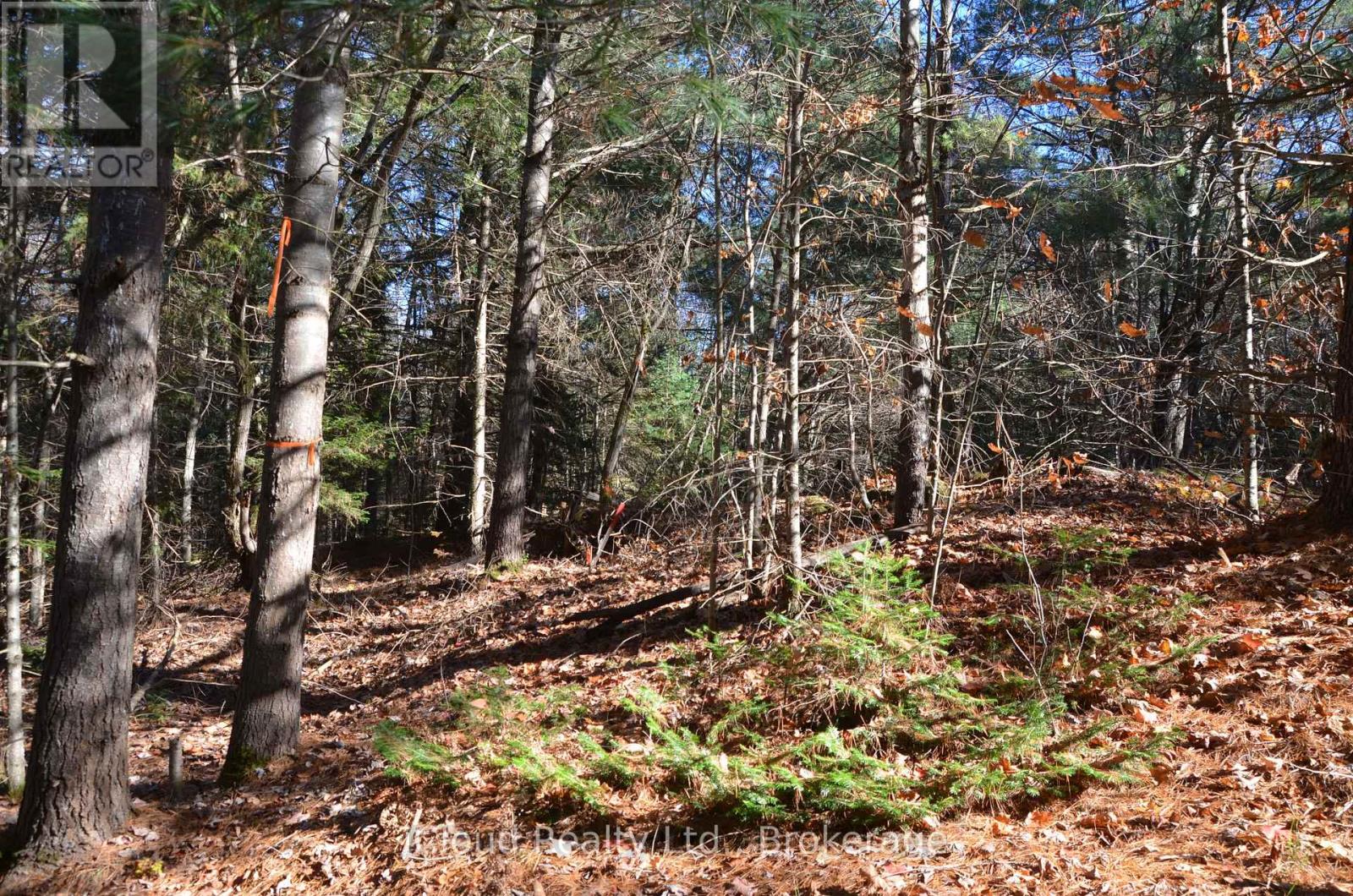 3 Parker Bay Road, Whitestone, Ontario  P0G 1G0 - Photo 28 - X12485037