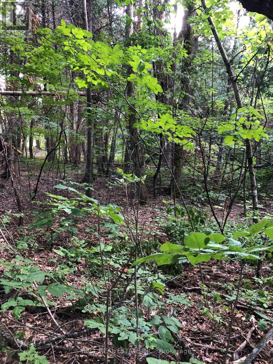 509 Sawmill Road, Douro-Dummer, Ontario  K0L 2H0 - Photo 9 - X12487379