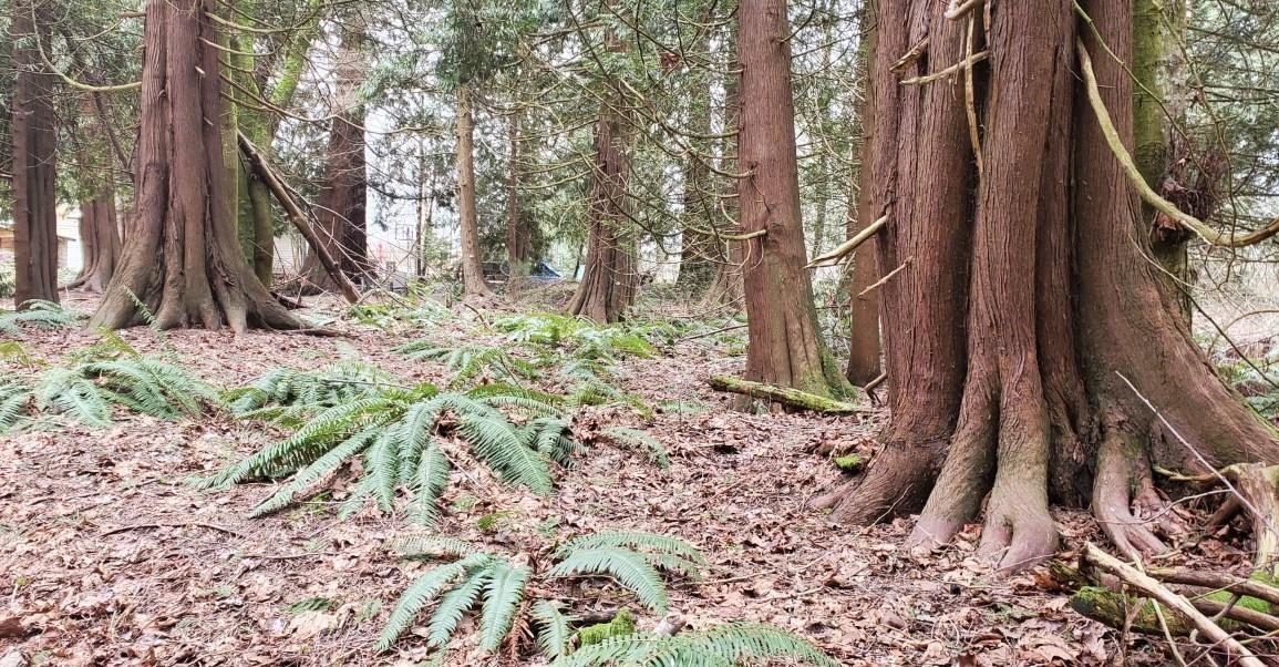 410 224 Street, Langley, British Columbia  V2Z 2W5 - Photo 7 - R3039298