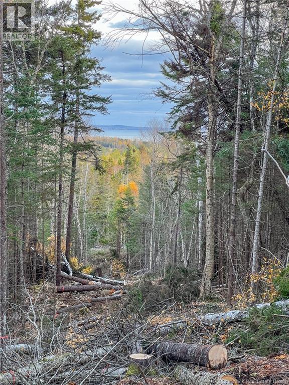 Land Chamcook Lake No 1 Road, Chamcook, New Brunswick  E5B 2Z4 - Photo 16 - NB123802