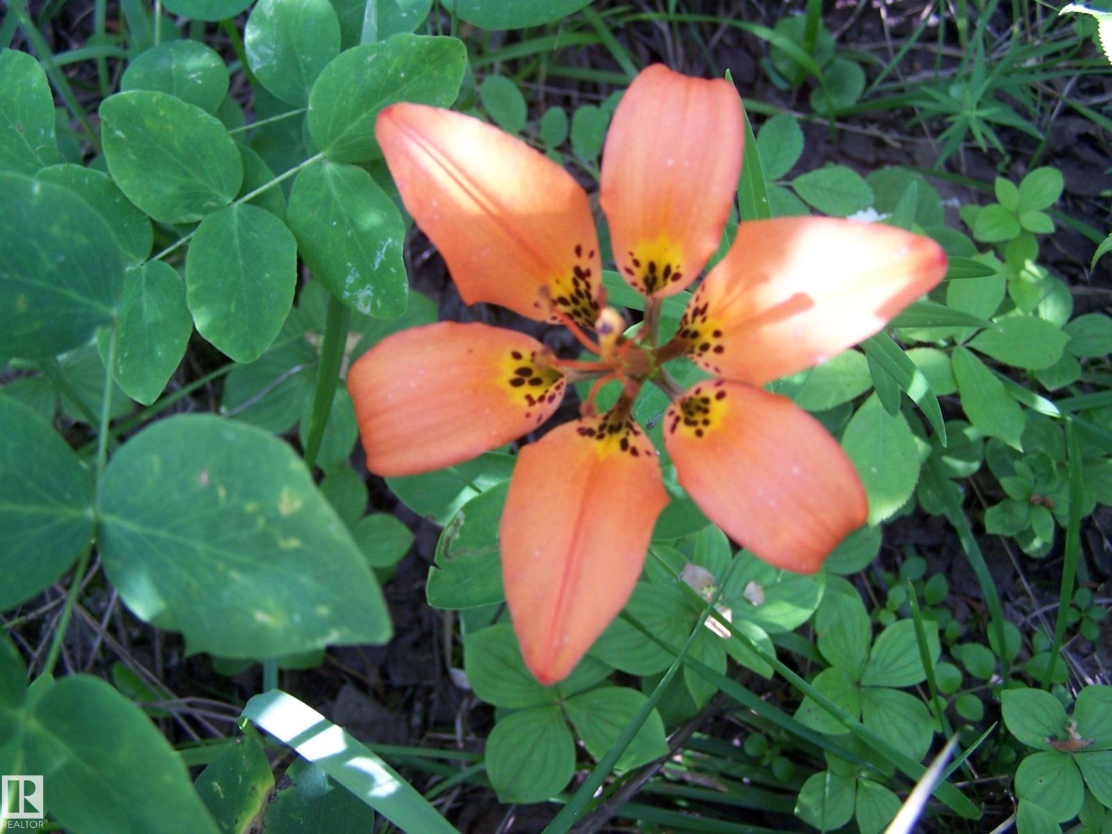 Main Street First Ave, Rural Parkland County, Alberta  T0E 0S0 - Photo 37 - E4463975