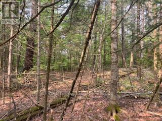 17556 Highway 62, Madoc, Ontario  K0K 2K0 - Photo 17 - X12206755