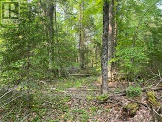 17556 Highway 62, Madoc, Ontario  K0K 2K0 - Photo 7 - X12206755