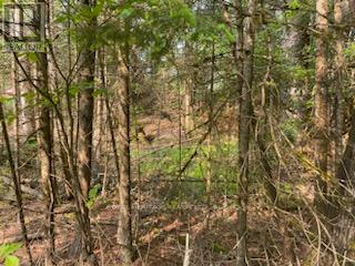 17556 Highway 62, Madoc, Ontario  K0K 2K0 - Photo 18 - X12206755