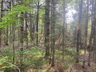 17556 Highway 62, Madoc, Ontario  K0K 2K0 - Photo 19 - X12206755