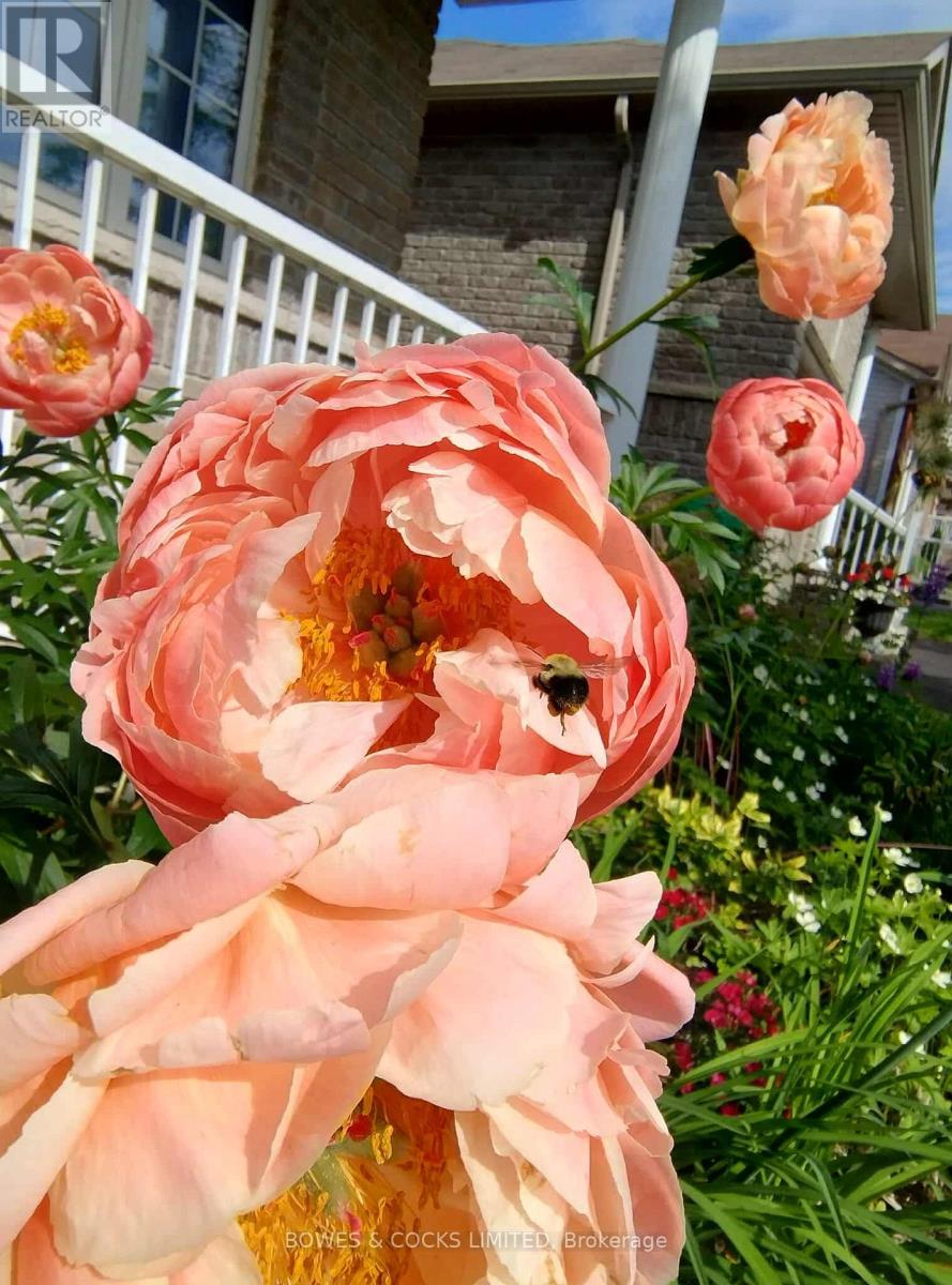 210 Farrier Crescent, Peterborough, Ontario K9L 0A6 - Photo 46 - X12489970