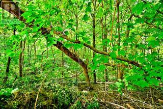 19 Skipton Court, Toronto, Ontario  M3M 2S9 - Photo 36 - W12490412