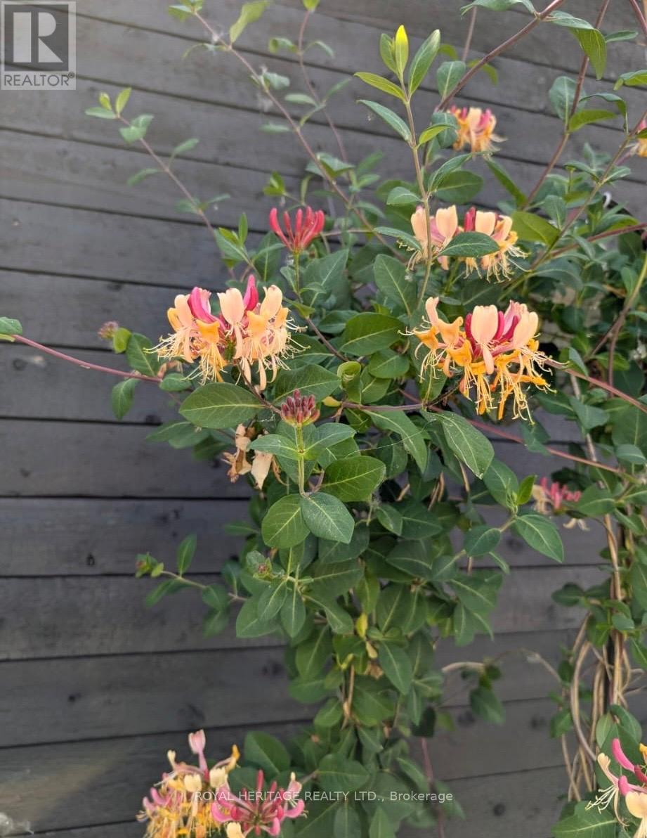 717 Fairview Avenue, Pickering, Ontario  L1W 1M6 - Photo 37 - E12491988