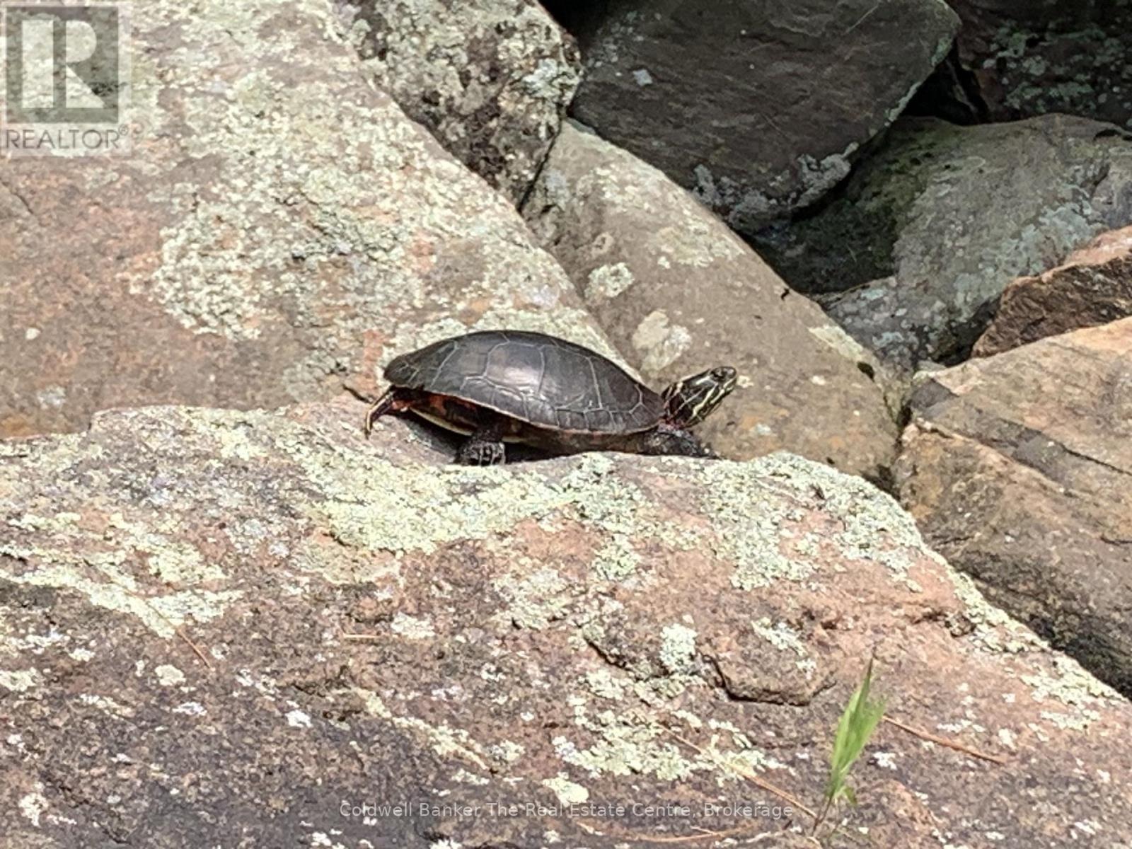 1517 Southwood Road, Gravenhurst, Ontario  P0E 1G0 - Photo 17 - X12492680