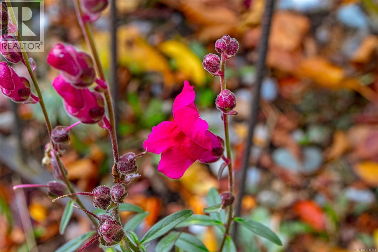 1207 Walnut St, Victoria, British Columbia  V8T 1N3 - Photo 33 - 1014844