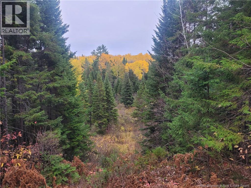 400 Bellefond Road, Bellefond, New Brunswick  E1V 4T6 - Photo 41 - NB129404