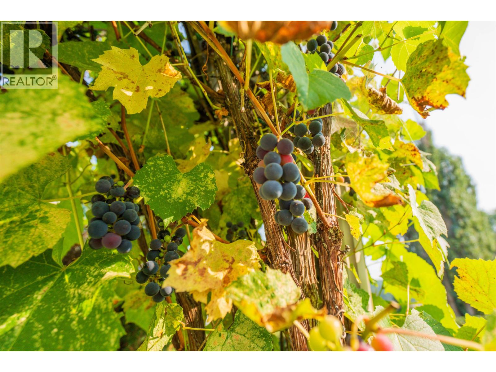 1689 Birch Street, Prince George, British Columbia  V2L 1B3 - Photo 12 - R3047334