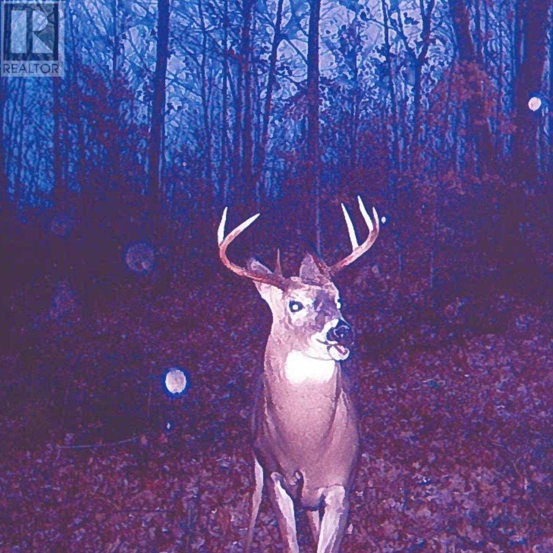 447 Mcphail Rd, Bruce Mines, Ontario  P0R 1C0 - Photo 41 - SM251966