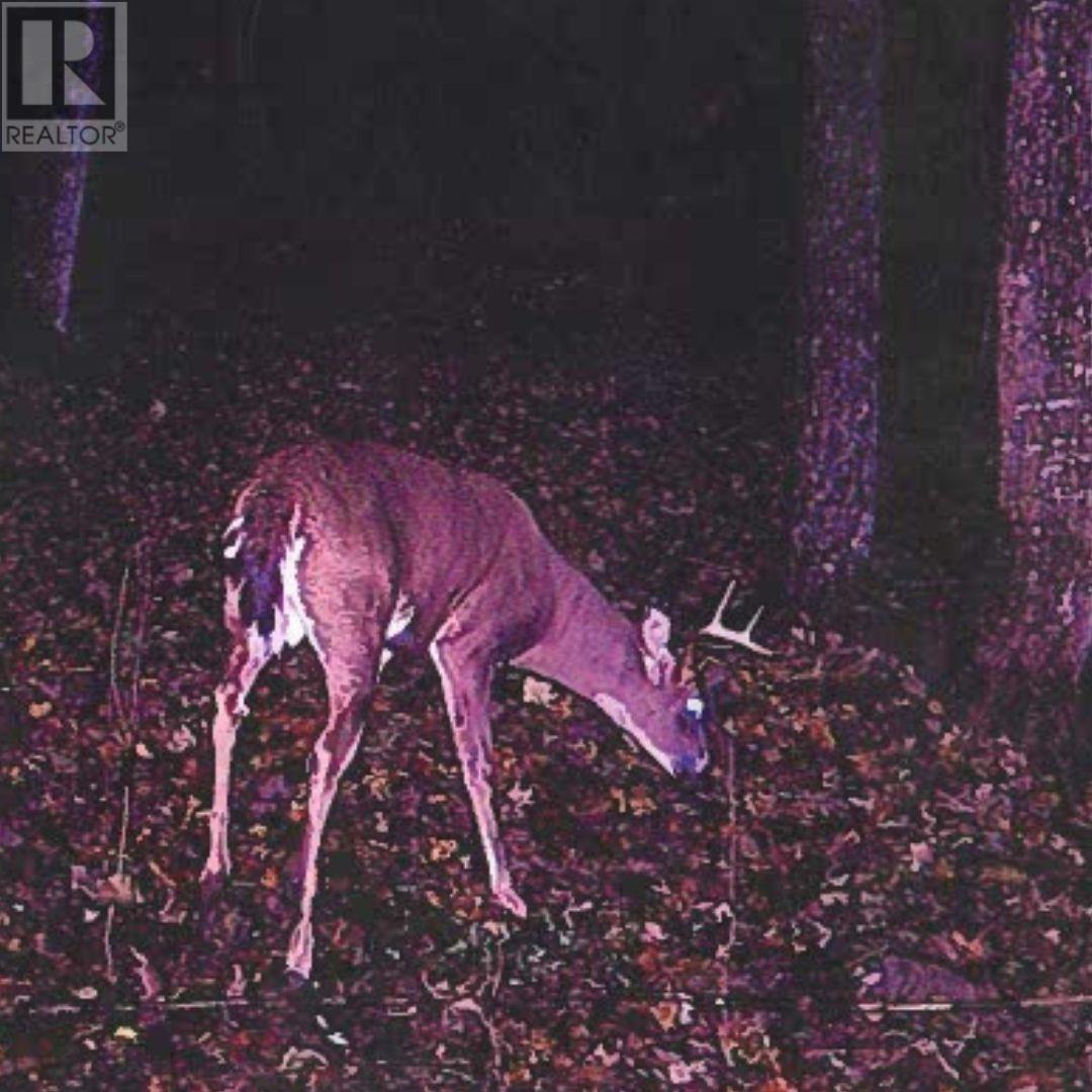 447 Mcphail Rd, Bruce Mines, Ontario  P0R 1C0 - Photo 42 - SM251966