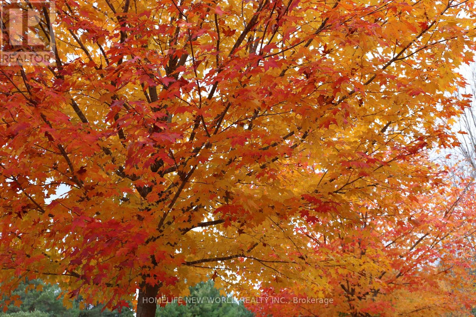 13867 Woodbine Avenue, Whitchurch-Stouffville, Ontario  L0H 1G0 - Photo 30 - N12498400