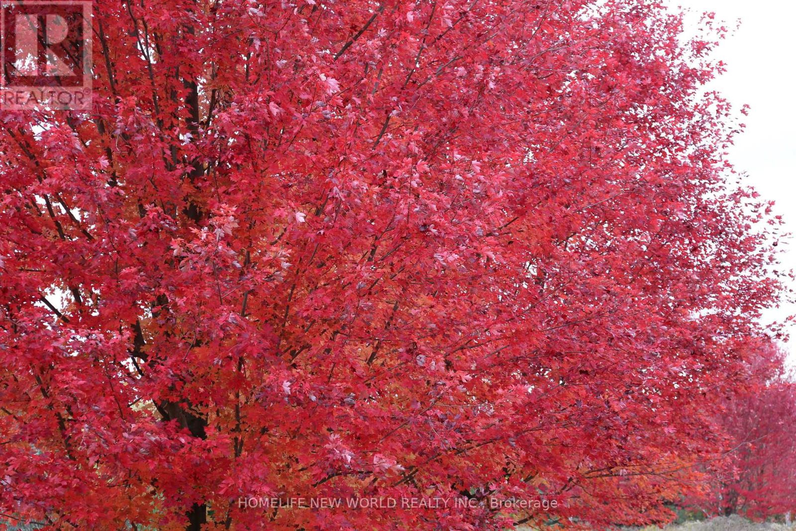 13867 Woodbine Avenue, Whitchurch-Stouffville, Ontario  L0H 1G0 - Photo 33 - N12498400