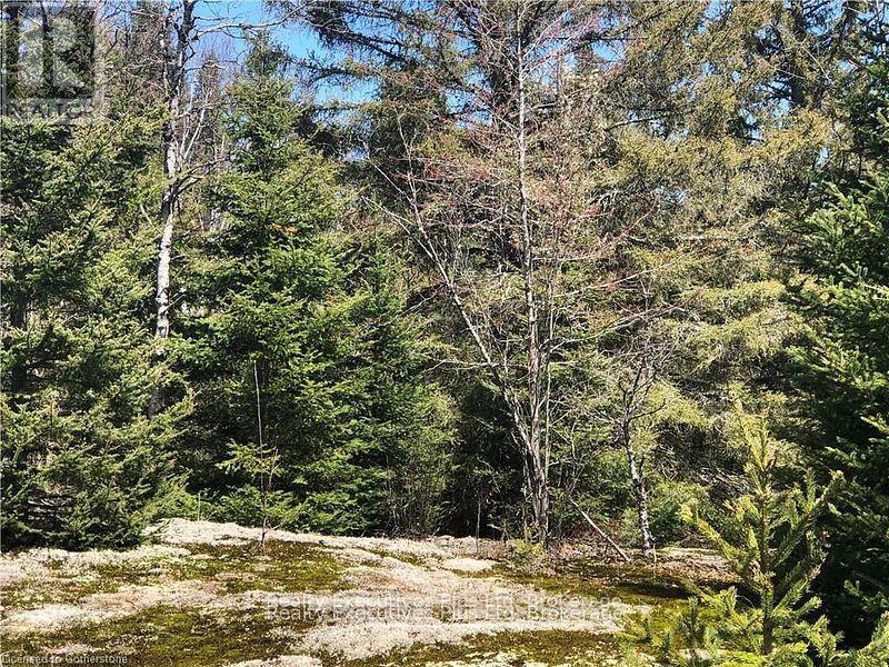 00 Pickerel & Jack Lake Road, Armour, Ontario  P0A 1C0 - Photo 6 - X12499128