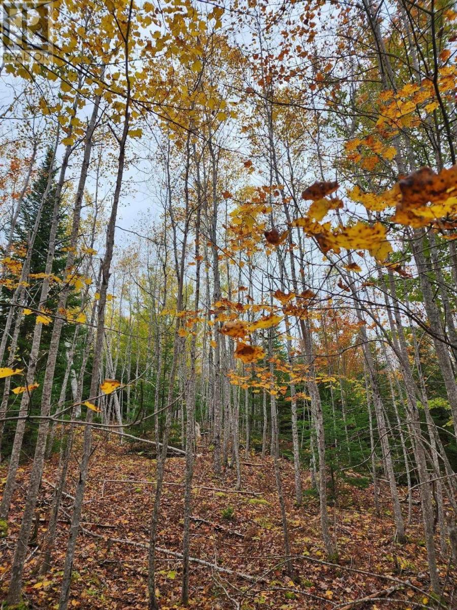 Lot 3b Highway 4, Telford, Nova Scotia  B0K 1G0 - Photo 11 - 202425762