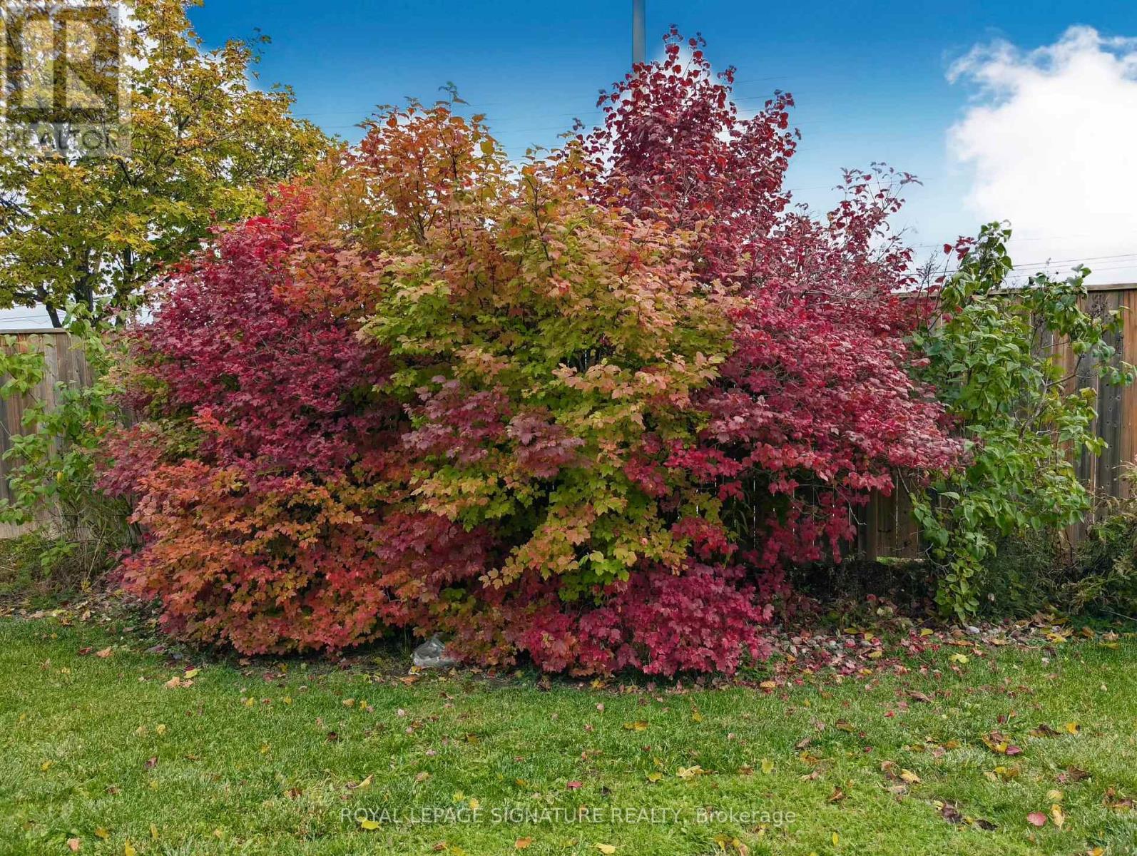 40 Graydon Crescent, Richmond Hill, Ontario  L4B 3V9 - Photo 29 - N12491584