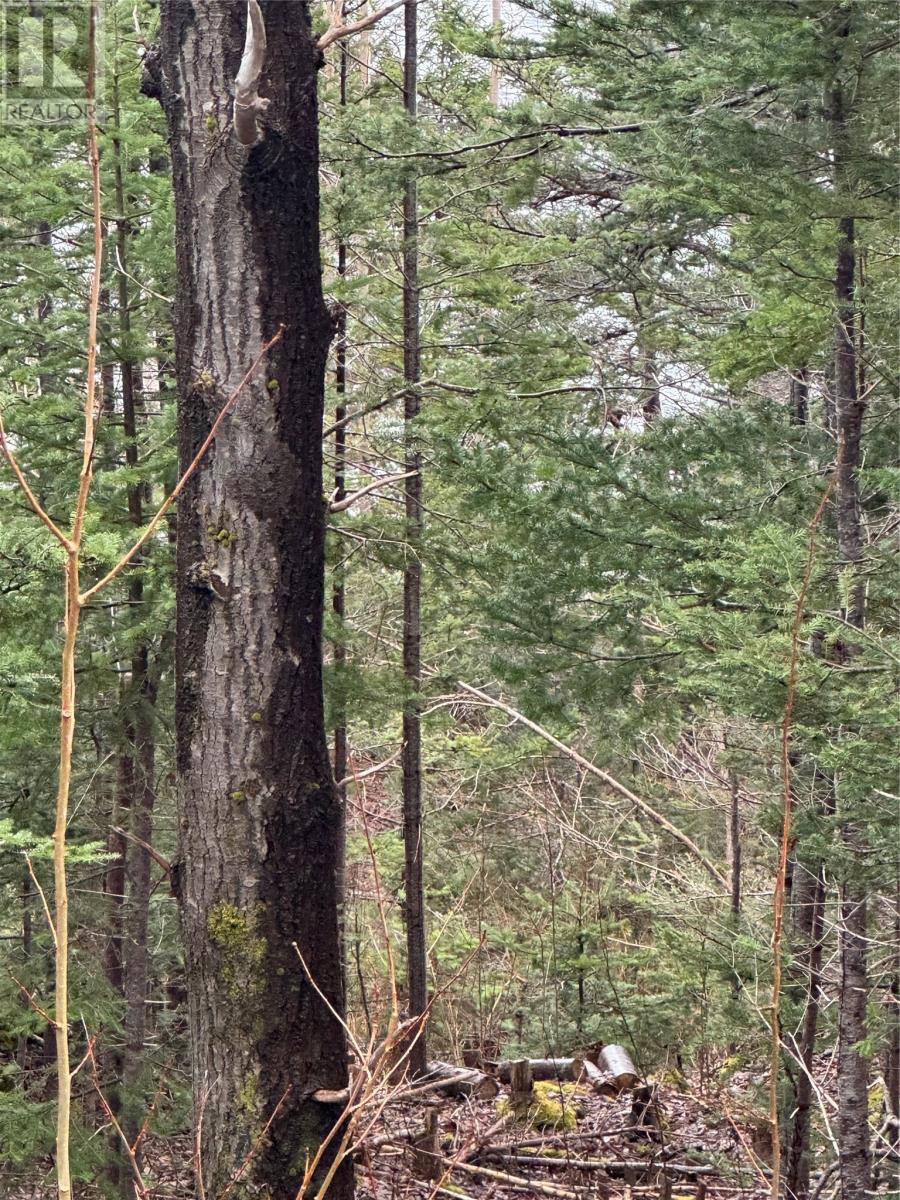 0 Goobies Road, Culls Harbour, Newfoundland & Labrador  A0G 3Y0 - Photo 9 - 1292215