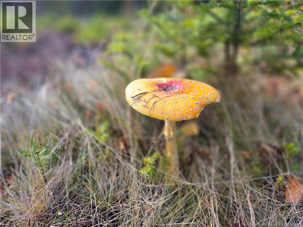 Lot Lockhart Lake, New Horton, New Brunswick  E4H 1W3 - Photo 27 - NB124293