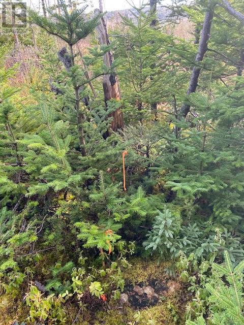 104-108 Highway East, Victoria, Newfoundland & Labrador  A0A 4G0 - Photo 3 - 1292213