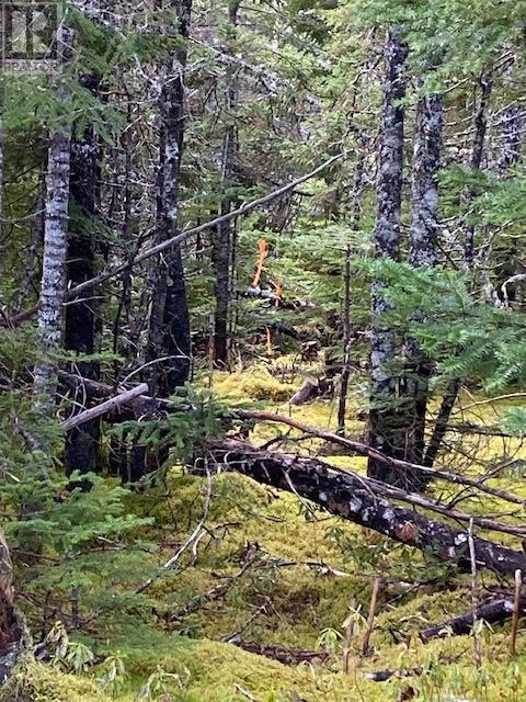 104-108 Highway East, Victoria, Newfoundland & Labrador  A0A 4G0 - Photo 4 - 1292213