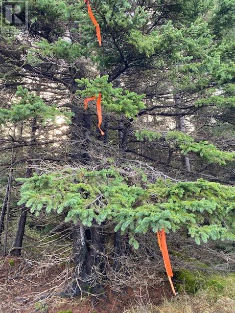 94-96 Highway East, Victoria, Newfoundland & Labrador  A0A 4G0 - Photo 3 - 1292211