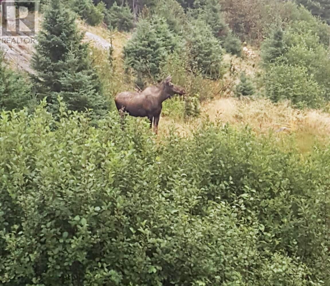 0 Pope's Harbour Road, Pope's Harbour, Newfoundland & Labrador  A0C 1G0 - Photo 16 - 1286192