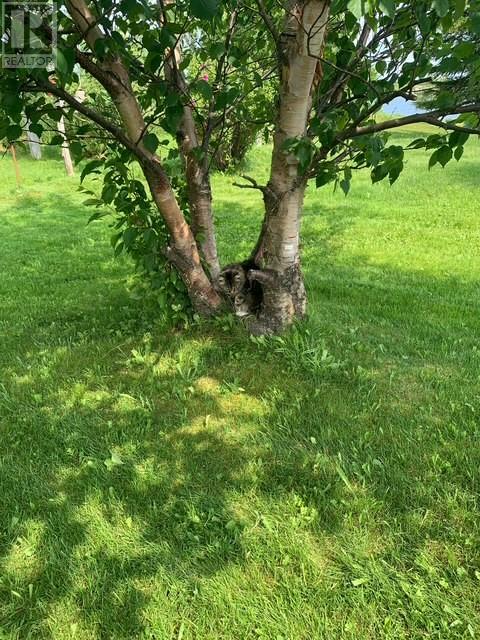 1 Tuff Square, New Wes Valley, Newfoundland & Labrador  A0G 4R0 - Photo 21 - 1292243