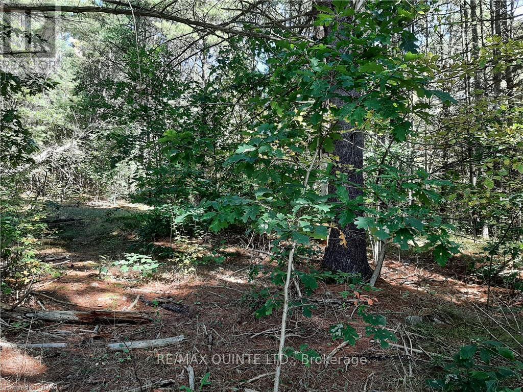 0 Pt Lt12 Con14 Hwy 37 Road, Tweed, Ontario K0K 3J0 - Photo 2 - X12503318