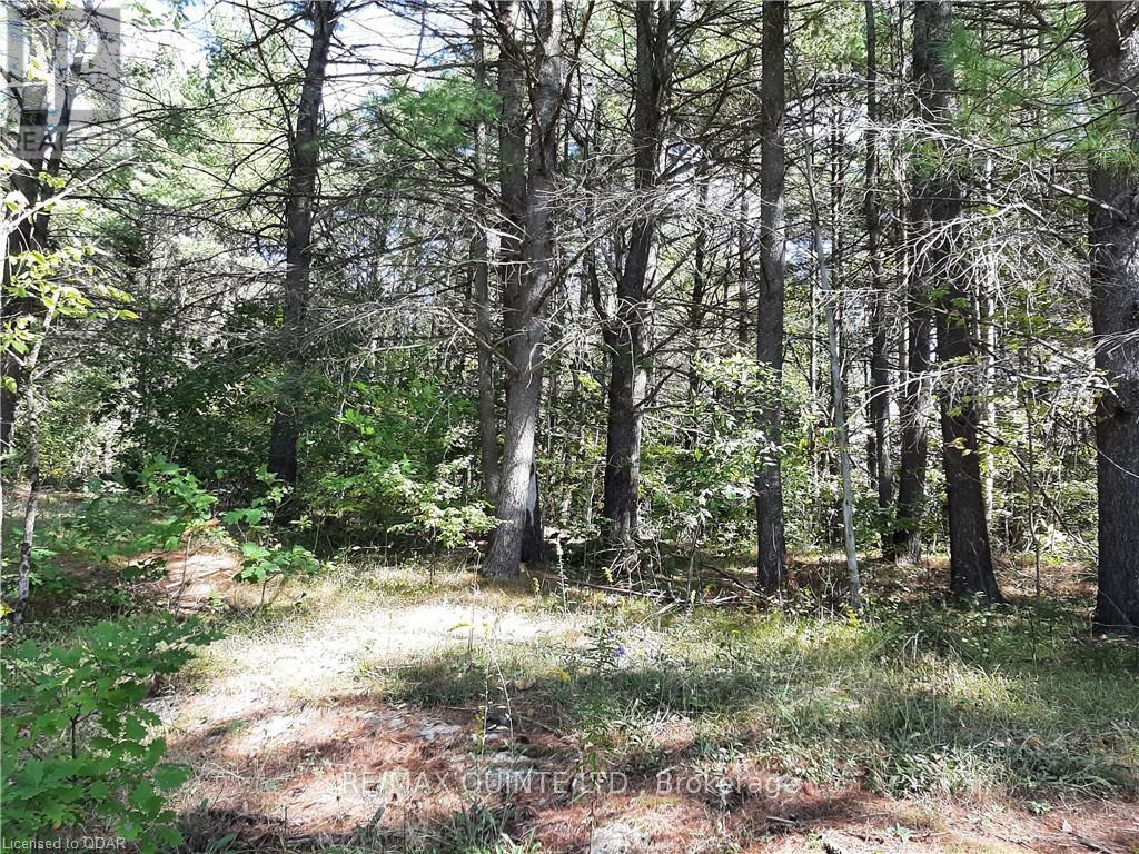 0 Pt Lt12 Con14 Hwy 37 Road, Tweed, Ontario K0K 3J0 - Photo 3 - X12503318