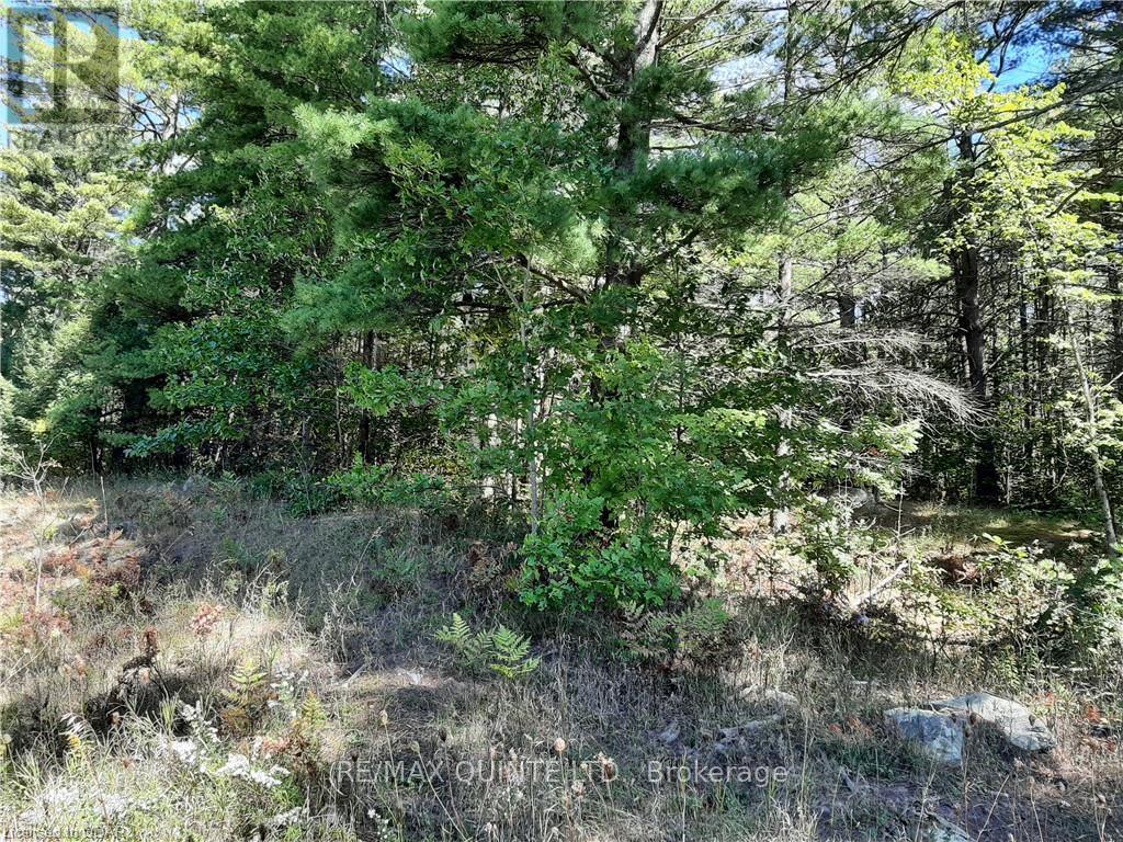 0 Pt Lt12 Con14 Hwy 37 Road, Tweed, Ontario K0K 3J0 - Photo 7 - X12503318