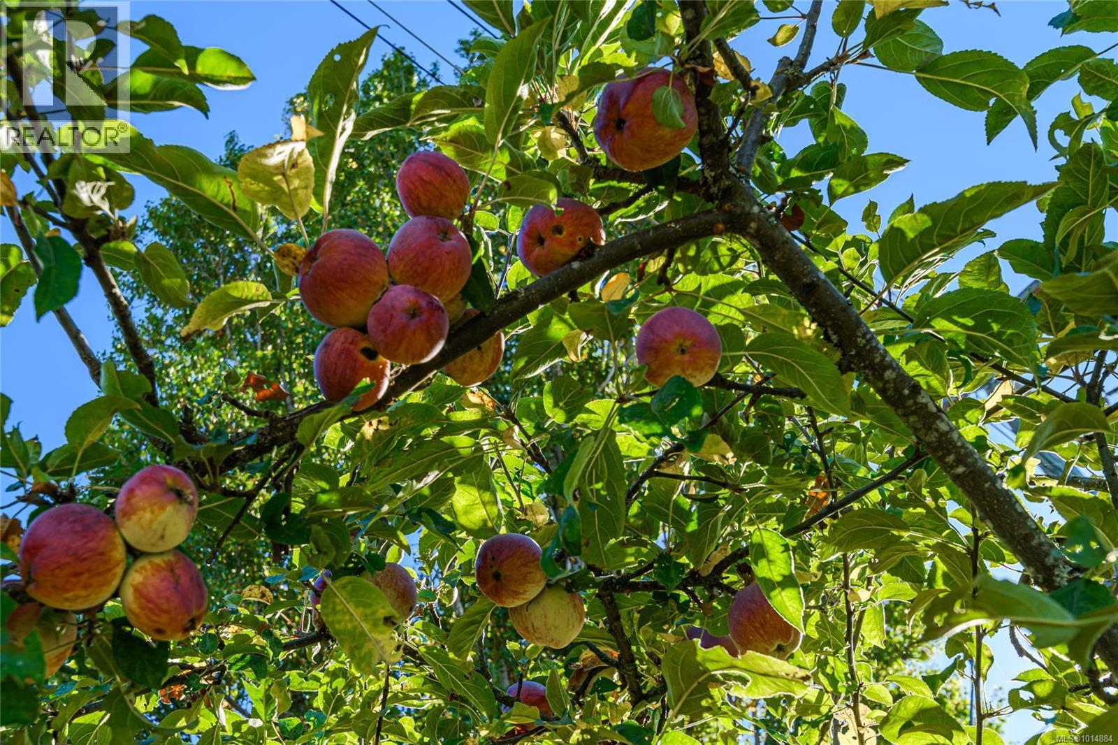 2913 Austin Ave, Saanich, British Columbia  V9A 2K9 - Photo 32 - 1014884