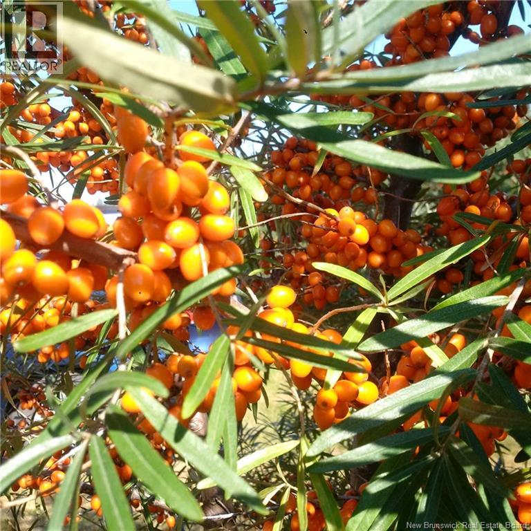 320 Red Bank Road, Chipman, New Brunswick  E4A 2B1 - Photo 10 - NB129590