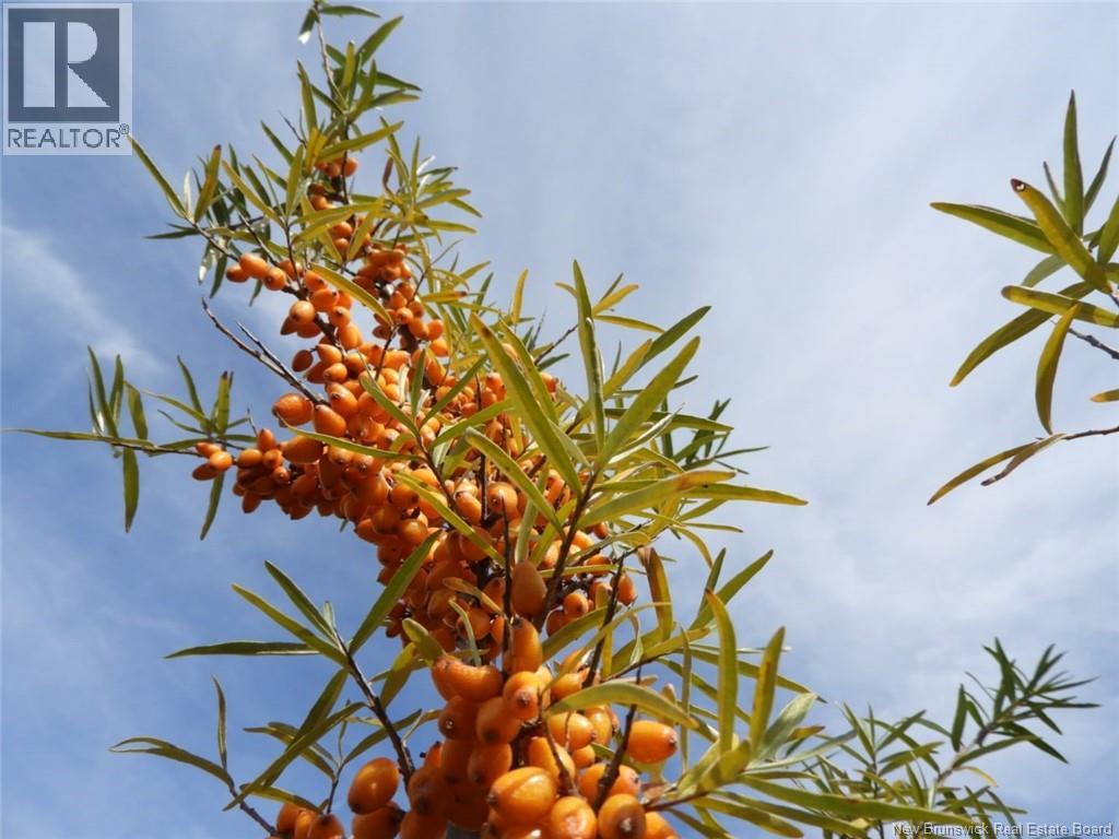 320 Red Bank Road, Chipman, New Brunswick  E4A 2B1 - Photo 11 - NB129590