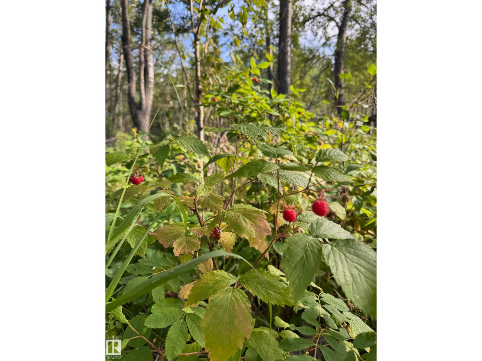 On Twp Rd 505, Rural Brazeau County, Alberta  T7A 1S4 - Photo 41 - E4459874